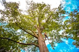 Best Storm Damage Tree Cleanup  in Central, LA